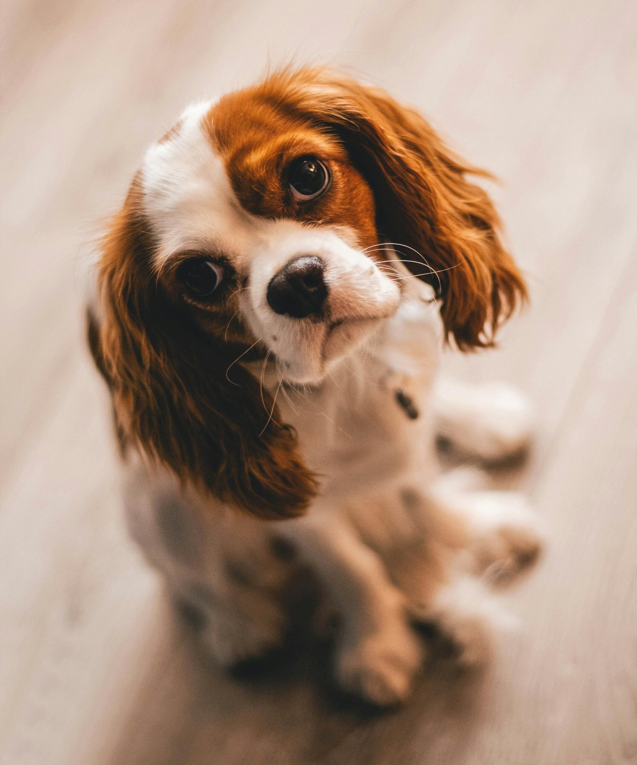 Hundmat: Näringens Grundsten för en Frisk och Lycklig Hund